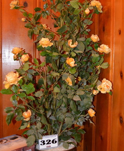 Auctions image thumbnails