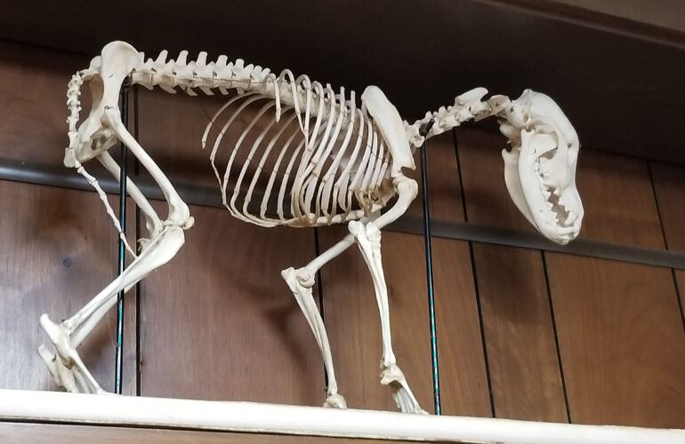 Auctions image thumbnails