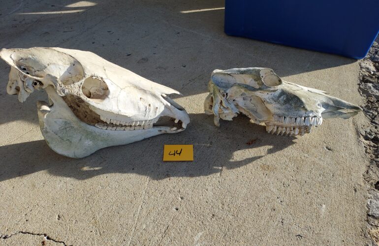 Auctions image thumbnails