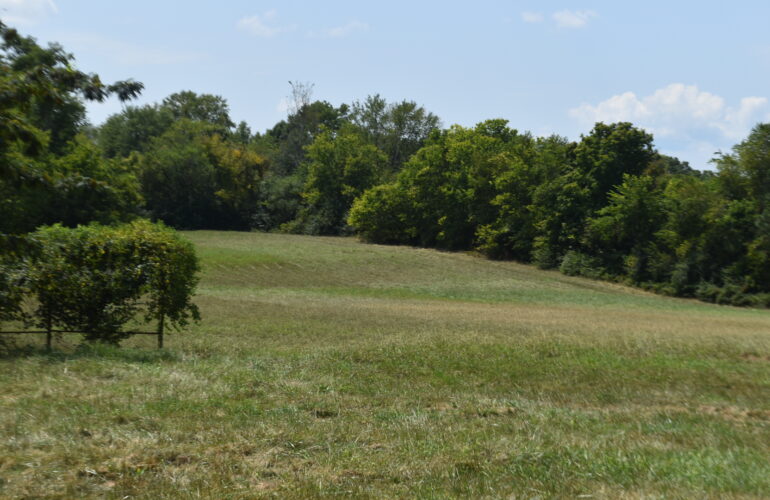 Auctions image thumbnails